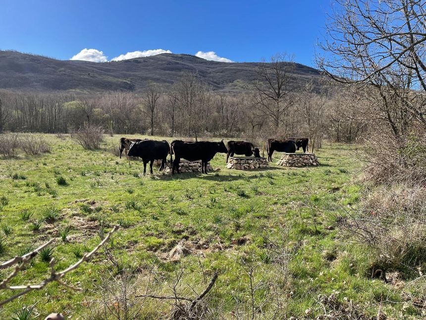 Wagyu de Marmabaca pastando en extensivo en el valle, al pie del monte