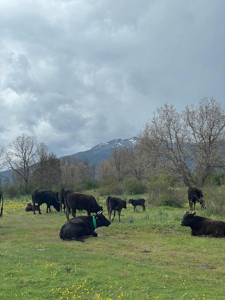 El rebaño de Marmabaca descansando en los pastos de la sierra, con la montaña nevada al fondo